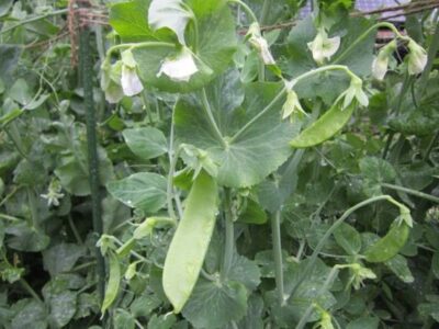 Getting Started in the Garden Image